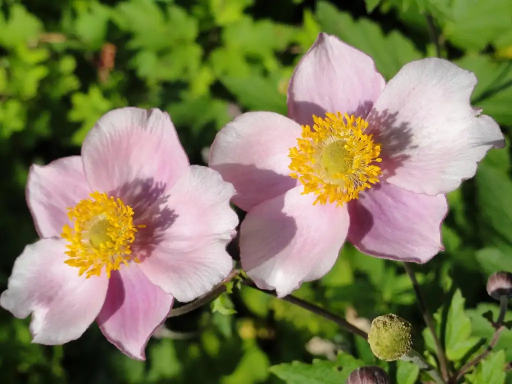 Elegans japanese anemones