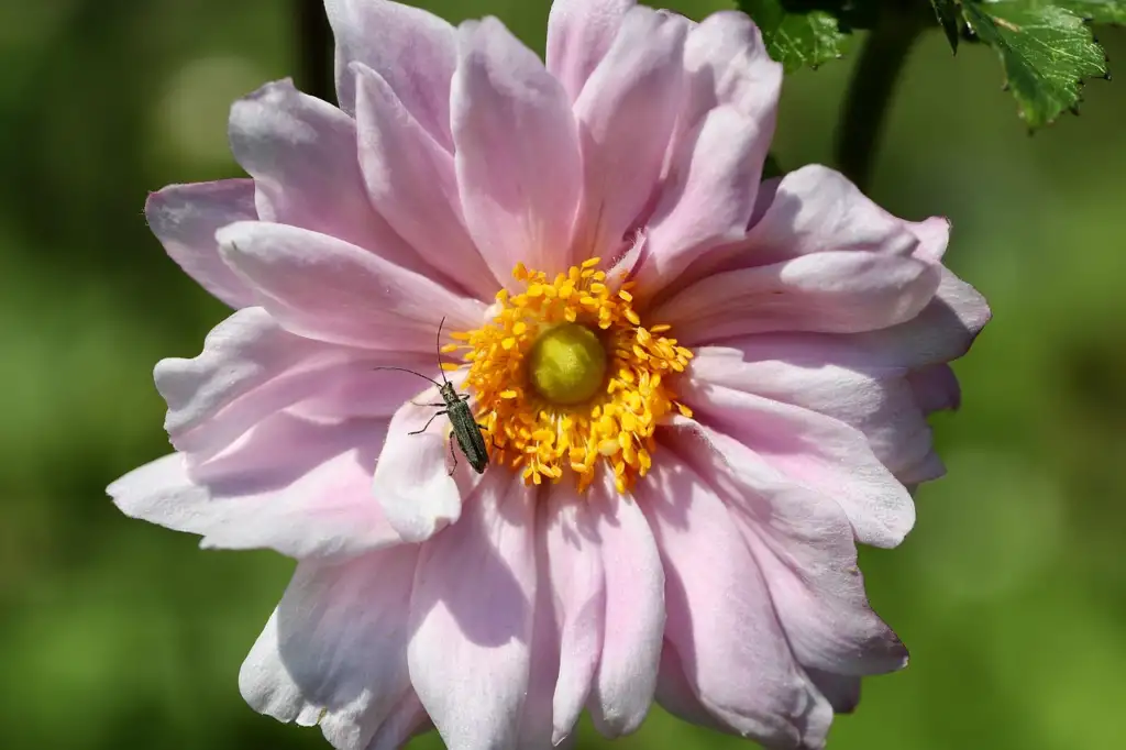 Dark stemmed japanese anemones