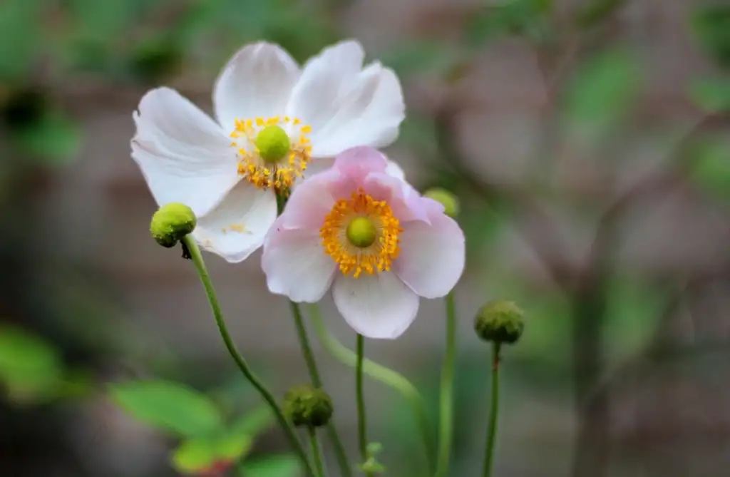 September charm anemone