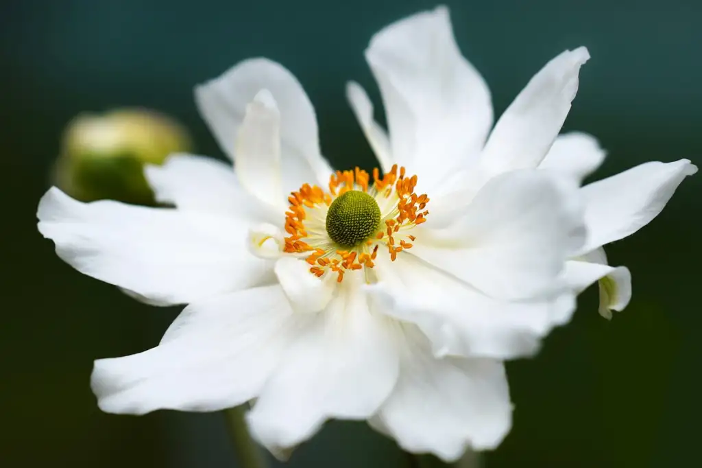 Whirlwind japanese anemone