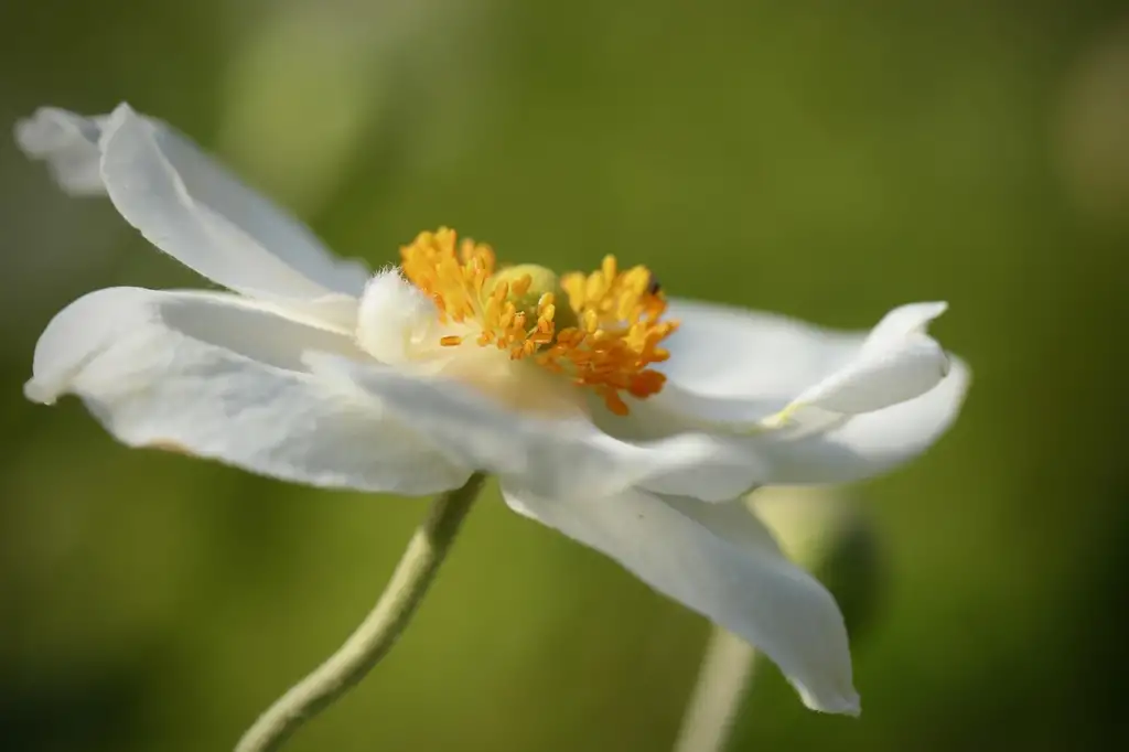 Wild swan japanese anemone