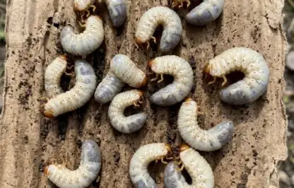 Chafer grubs
