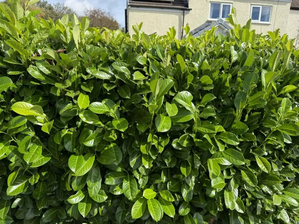 Cherry laurel hedge