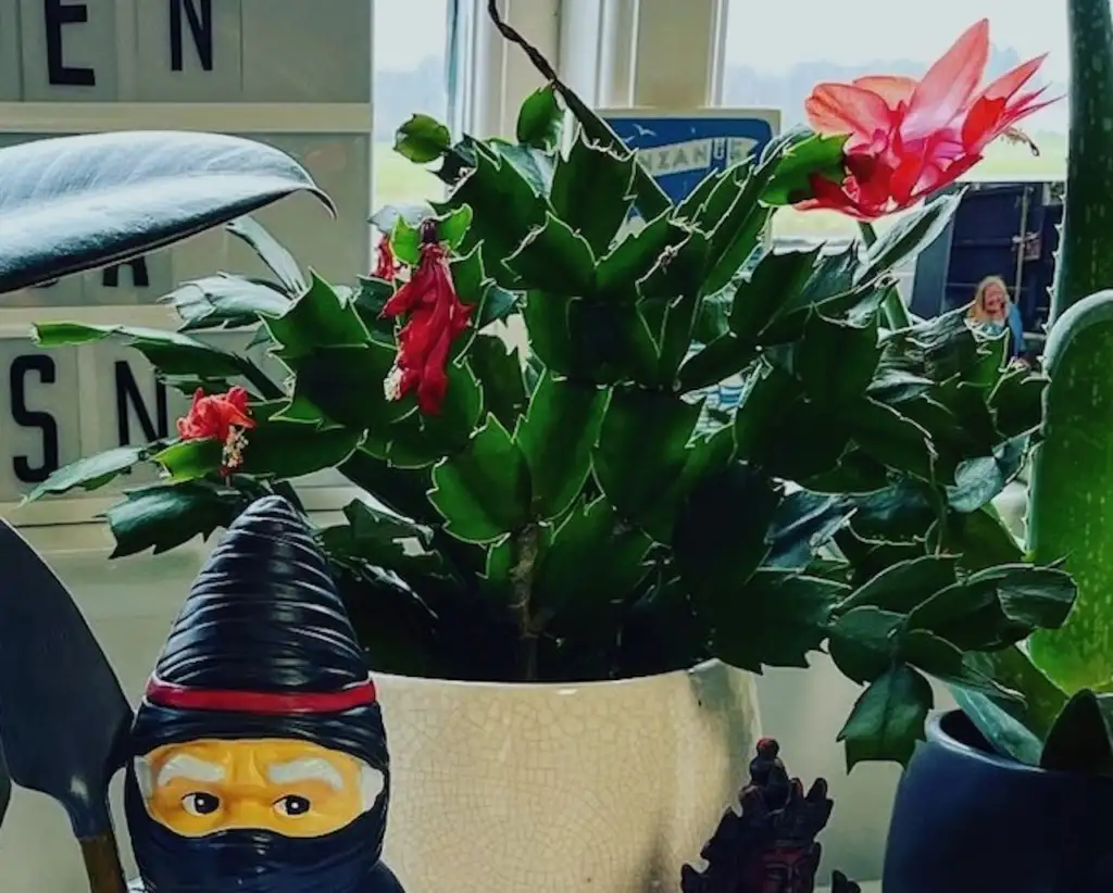 Repotting christmas cactus