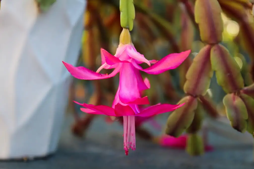 Christmas cactus growing guide