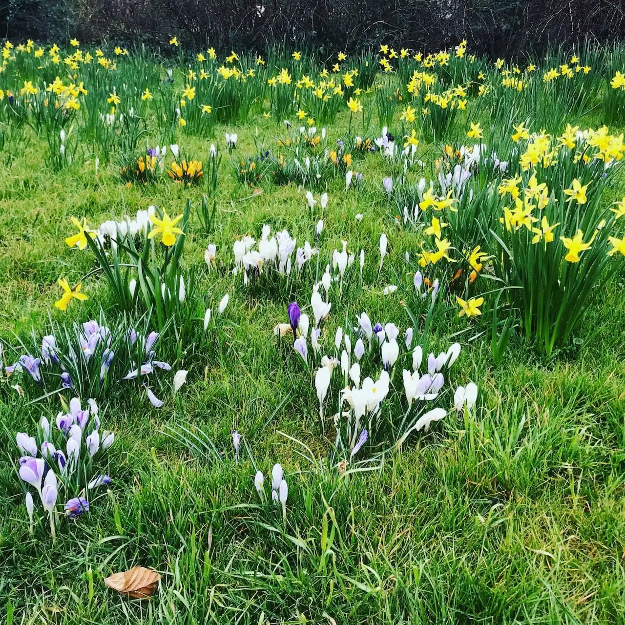 Crocus naturalised