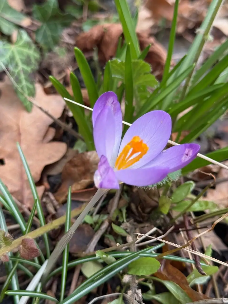 Caring for Crocus