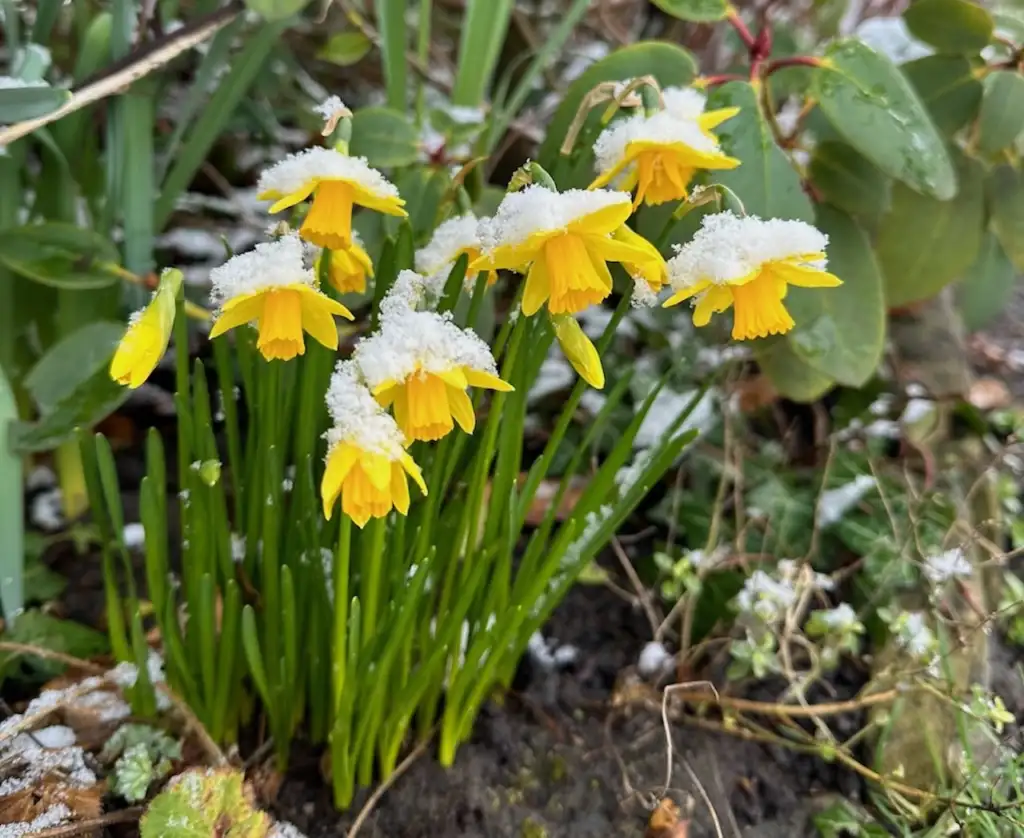 Dwarf Daffodils flowering in the snow