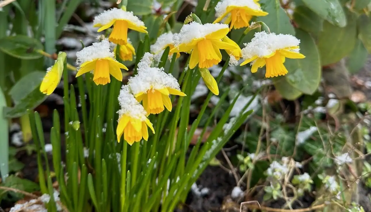 Small daffodils for pots