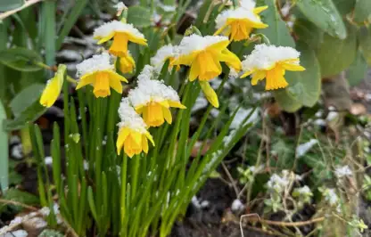 Small daffodils for pots