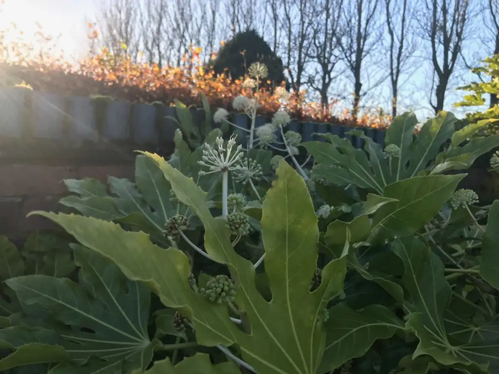 Fatsia flowers