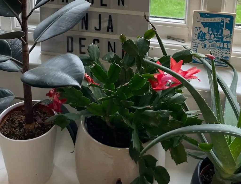 Light level for christmas cactus