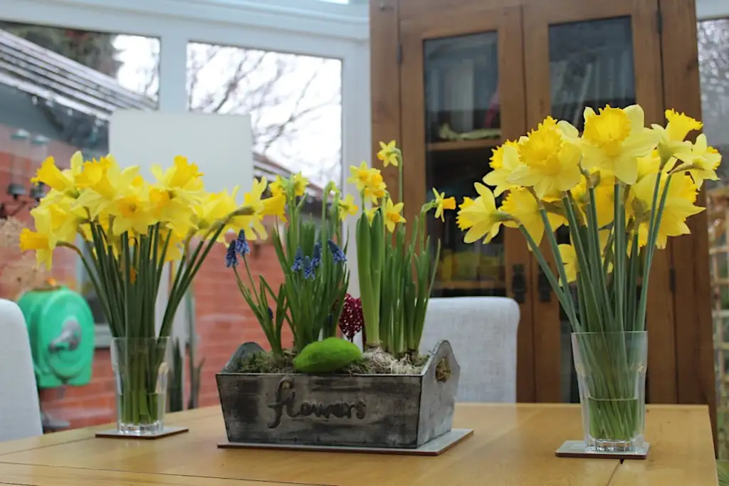 Daffodils flowering in containers