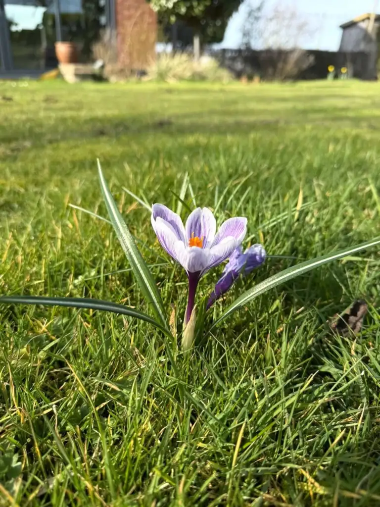 Crocus care guide