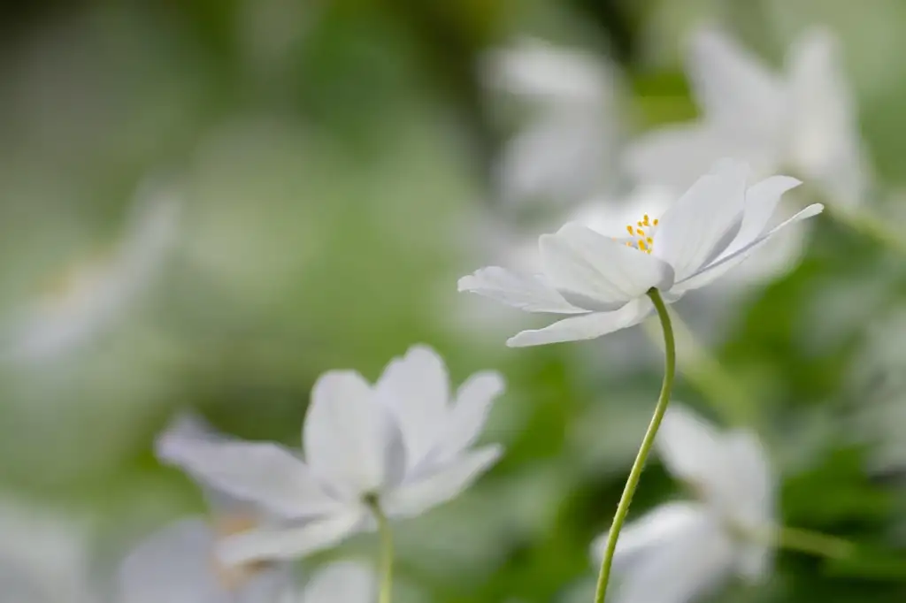 Japanese anemones growing guide