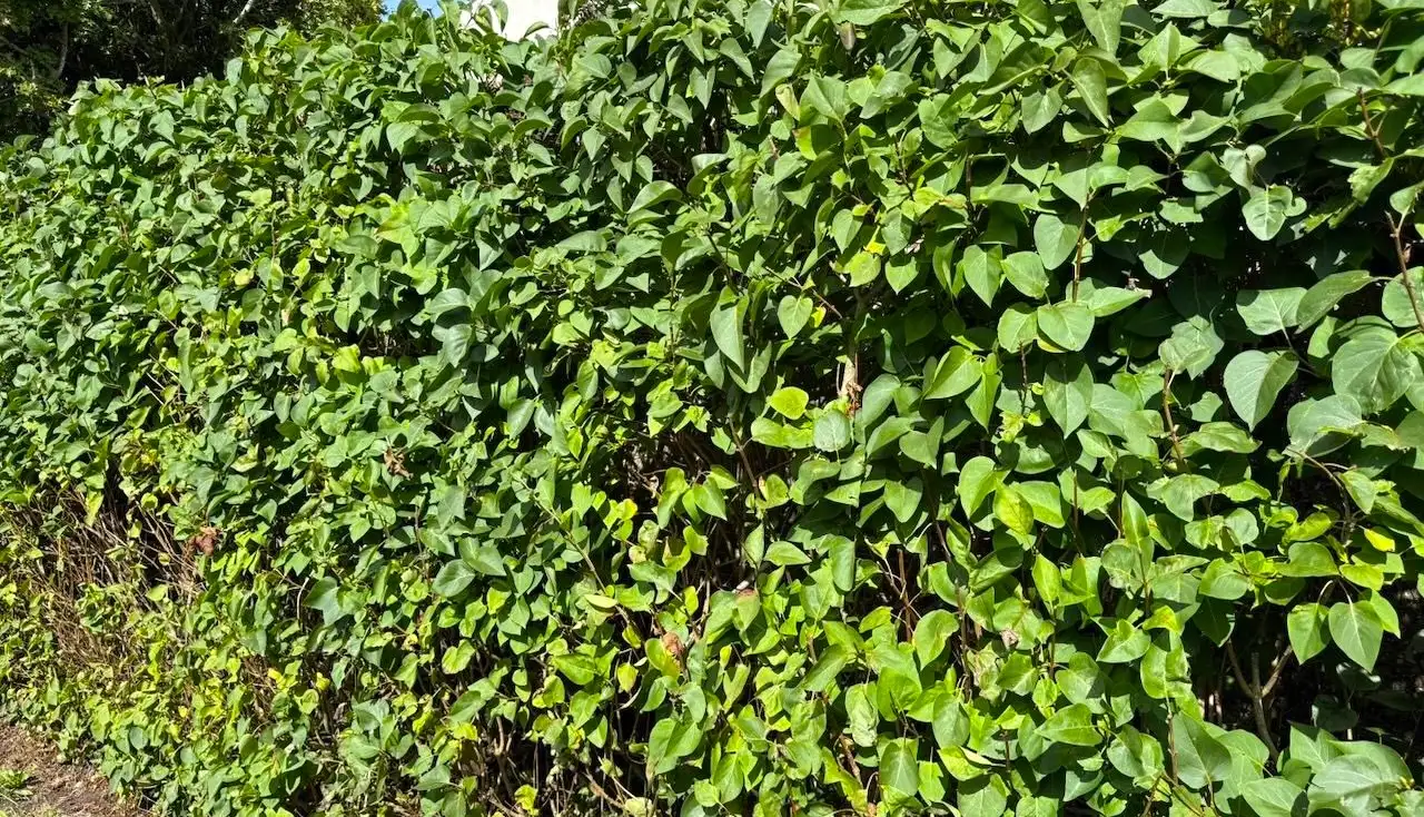Bare root hedge guide