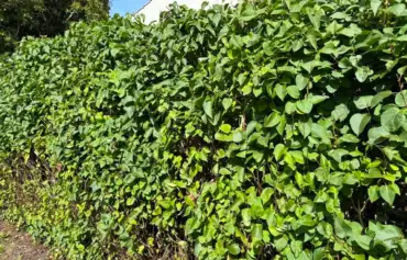 Bare root hedge guide