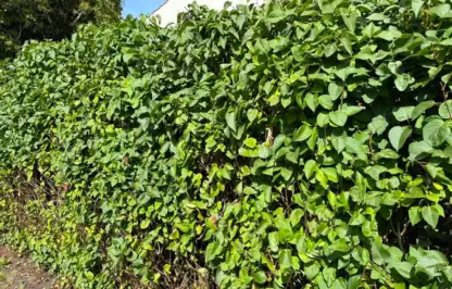 Bare root hedge guide