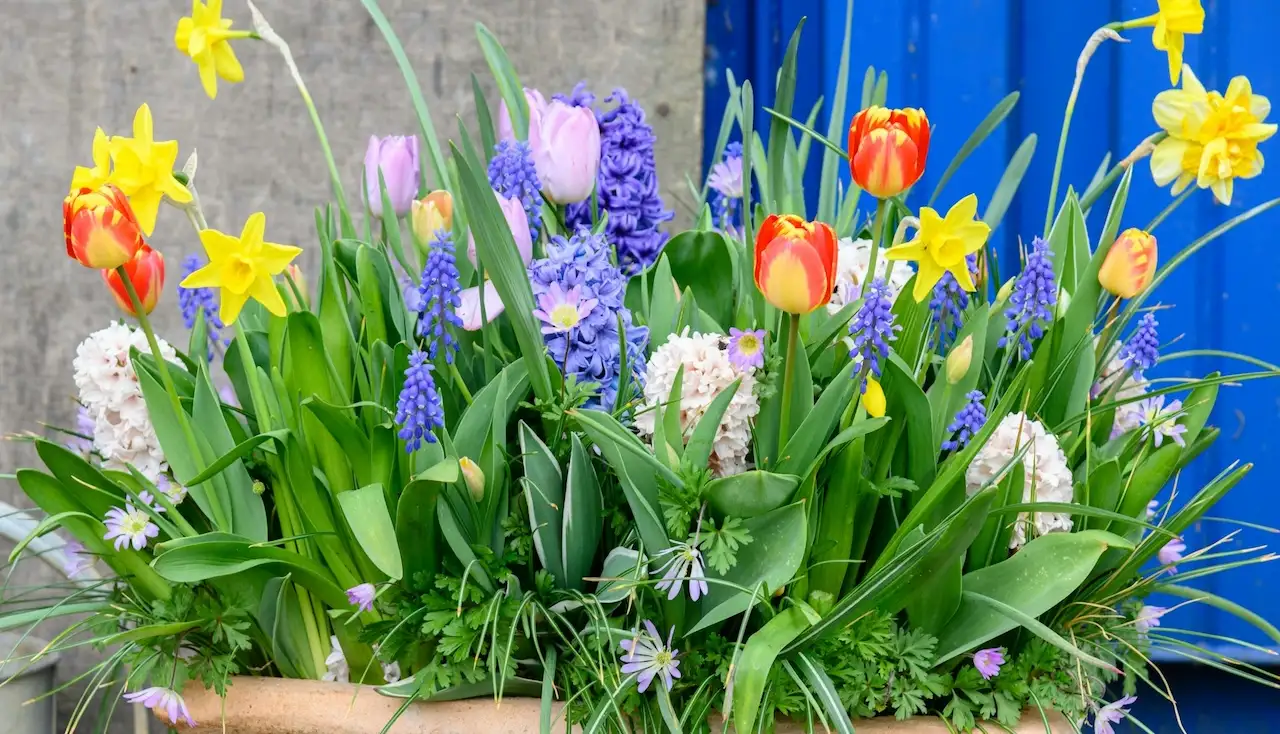 How to plant spring bulbs in containers