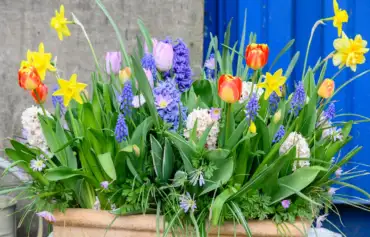 How to plant spring bulbs in containers