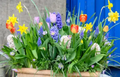 How to plant spring bulbs in containers