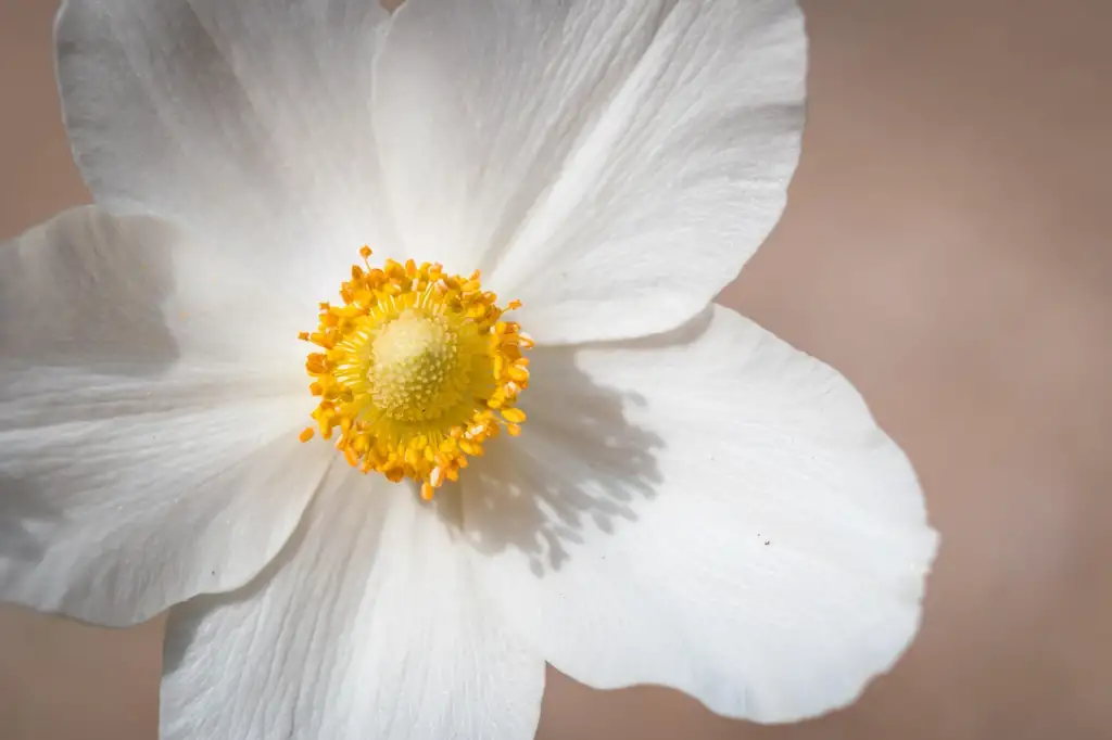 White japanese anemones that are tall