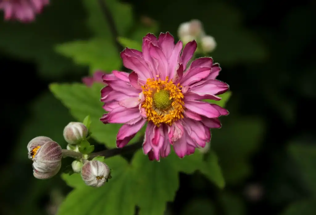 Japanese anemone planting guide lee burkhill