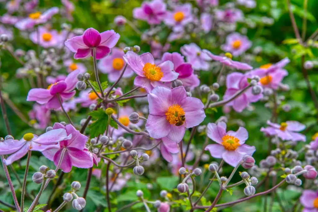 Pink anemones