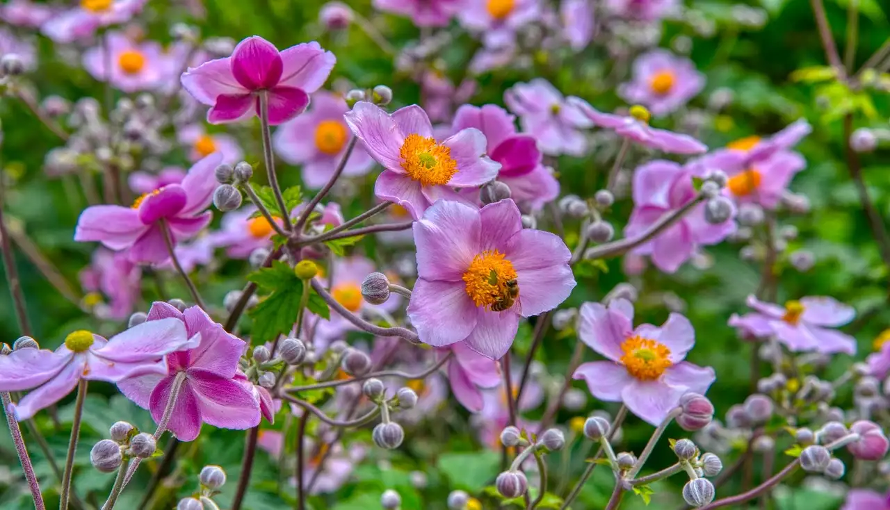 Pink anemones