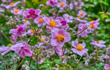 Pink anemones