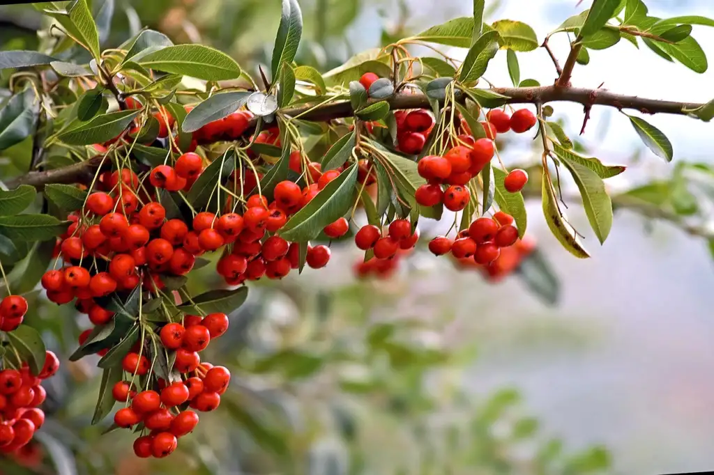 Red Pyracantha berries on a firethorn shrub