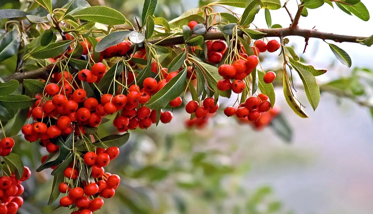 How to plant and look after firethorn