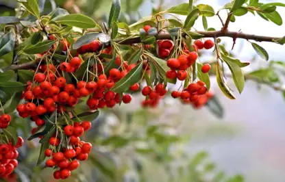 How to plant and look after firethorn