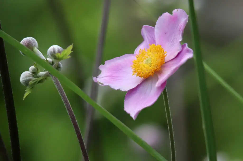Pink serenade anemone