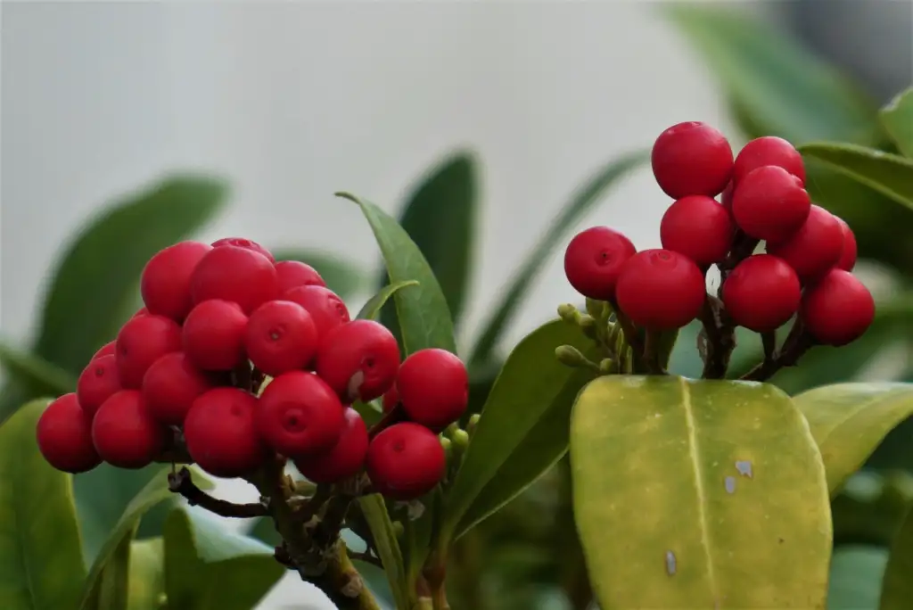 Skimmia berries