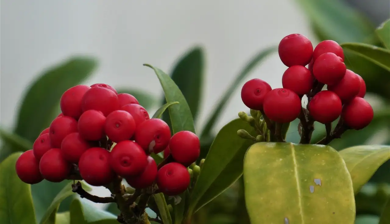 Skimmia berries