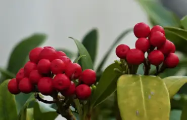 Skimmia berries