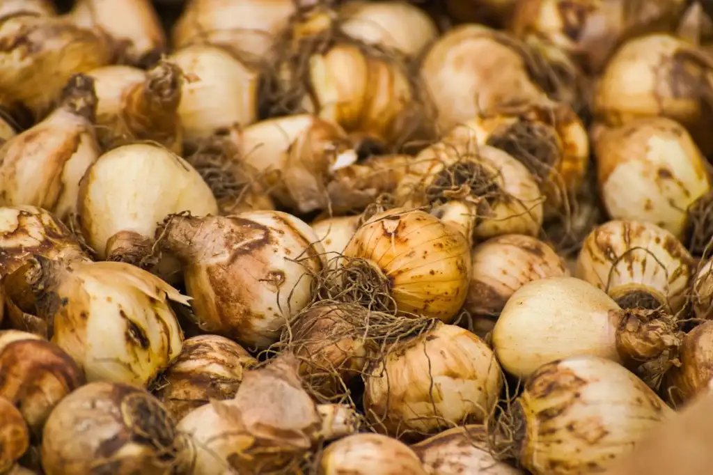 how to plant tulip bulbs