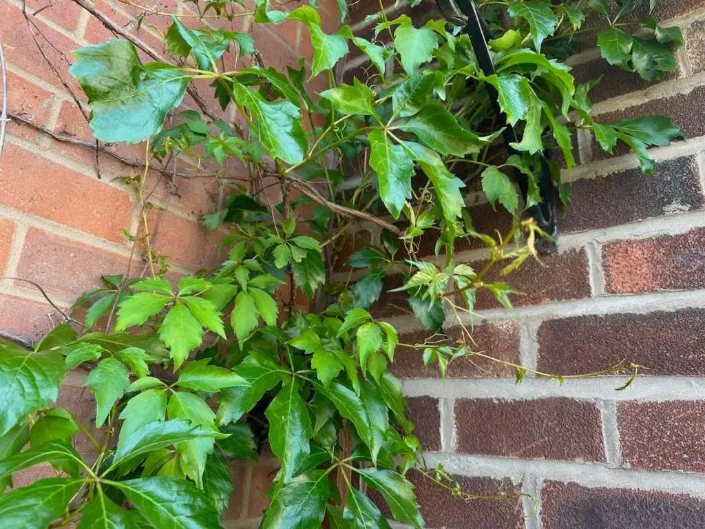 Virginia creeper self clinging to a wall