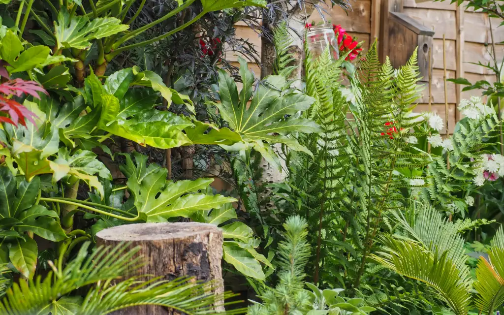 Tropical scheme with Fatsia