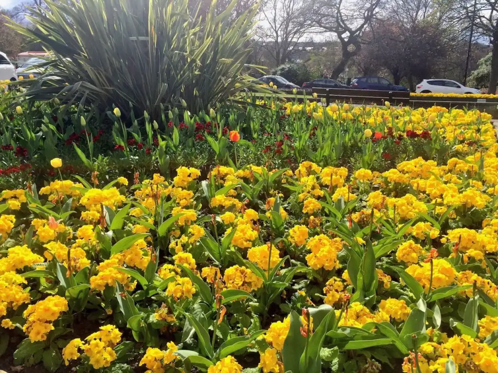 Mixed tulips