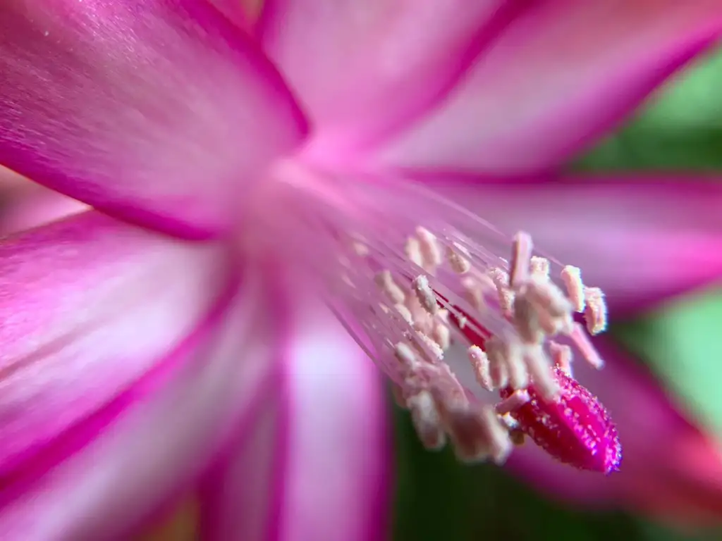 Christmas cactus growing guide