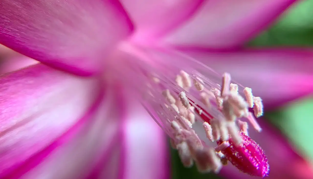 Christmas cactus growing guide