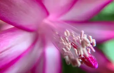 Christmas cactus growing guide