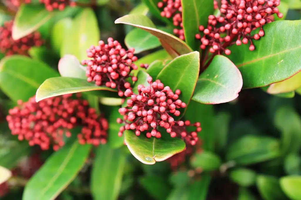 How to grow skimmia in pots