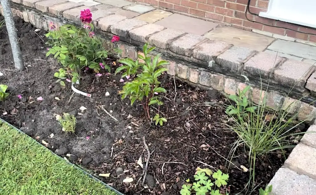 Young Peony planted in a cottage garden border beside a brick wall, alongside pink flowering perennials and an ornamental grass