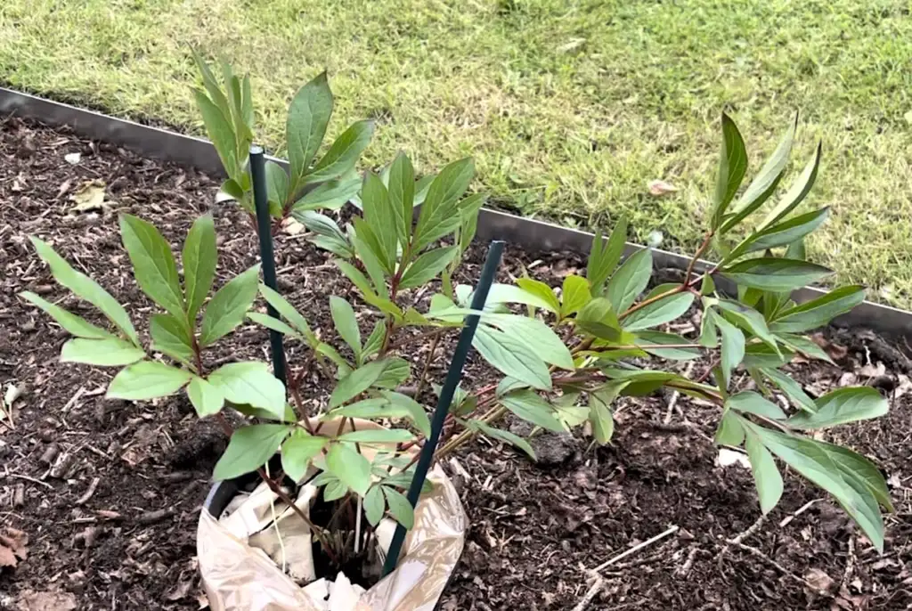 Young Peony freshly planted in a mulched border with two green plant supports pushed in beside the stems