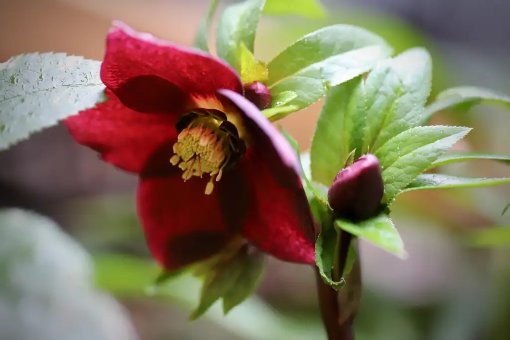 Deep red hellebore