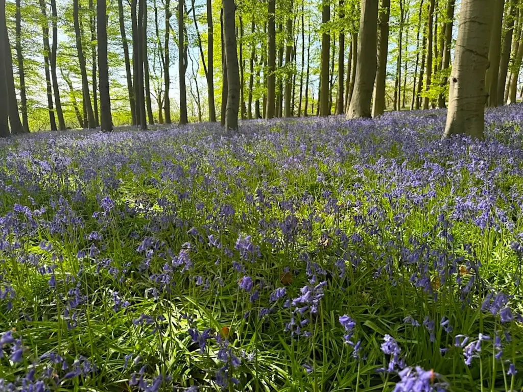 English bluebells