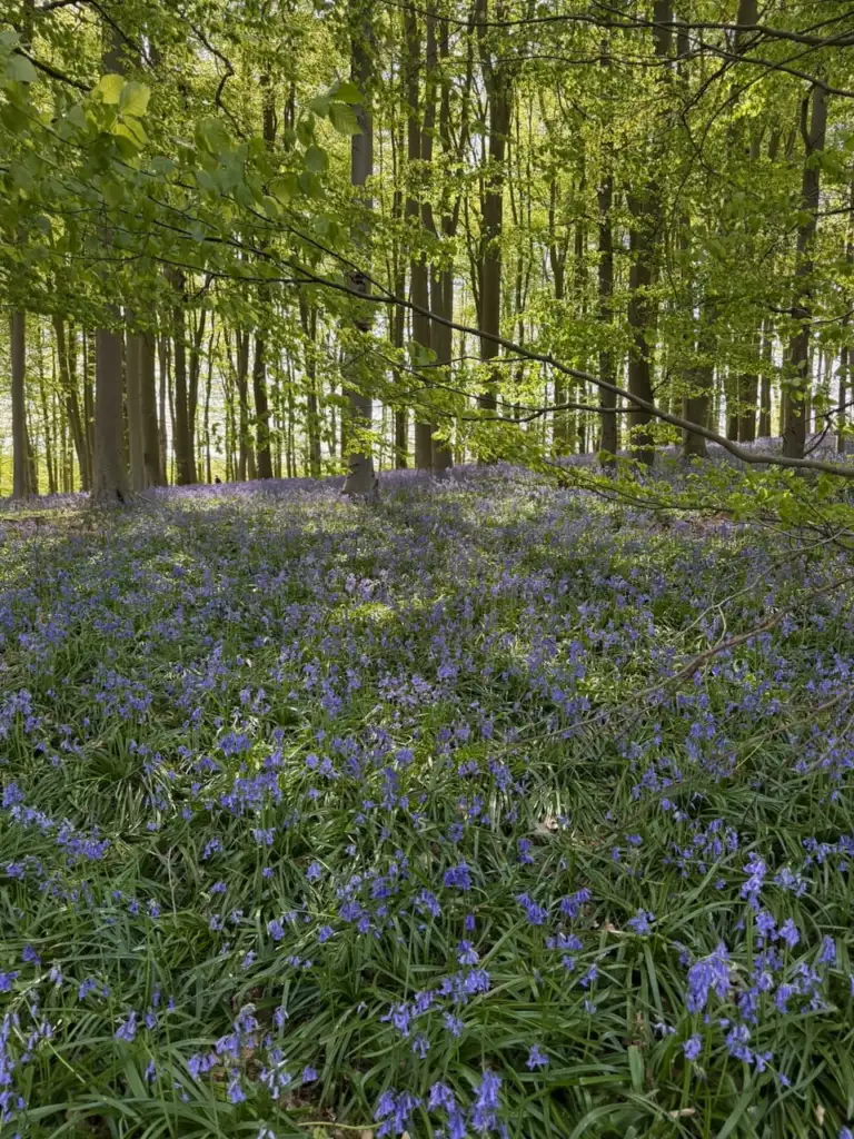 Bluebells